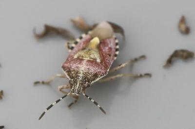 <i>Dolycoris baccarum</i>