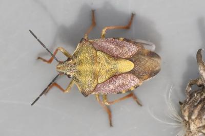 <i>Carpocoris purpureipennis</i>