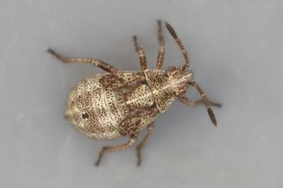 <i>Stictopleurus</i>