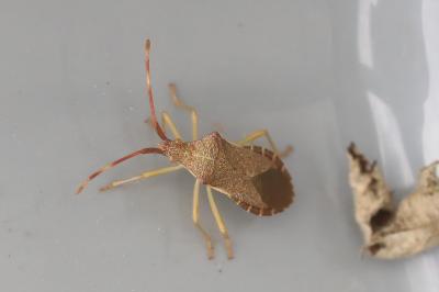 <i>Gonocerus acuteangulatus</i>
