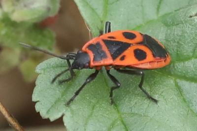 <i>Pyrrhocoris apterus</i>