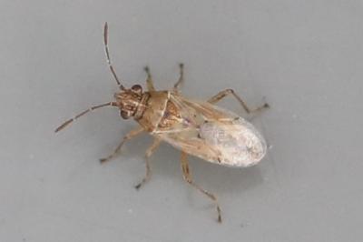 <i>Nysius</i>