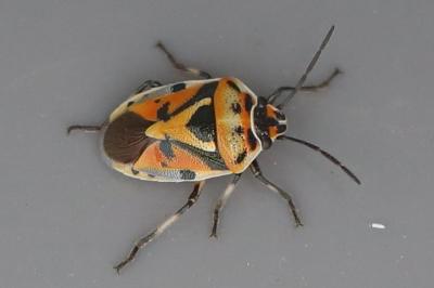 <i>Eurydema ornata</i>