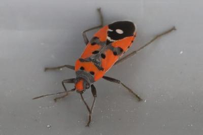<i>Lygaeus equestris</i>