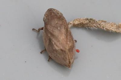 <i>Lepyronia coleoptrata</i>