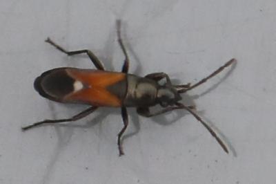 <i>Pterotmetus staphyliniformis</i>