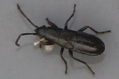<i>Pterotmetus staphyliniformis</i>
