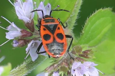<i>Pyrrhocoris apterus</i>