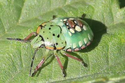 <i>Nezara viridula</i>