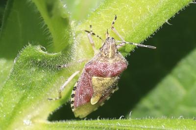 <i>Dolycoris baccarum</i>