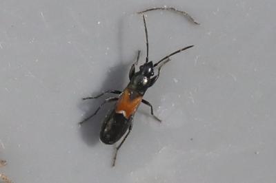 <i>Pterotmetus staphyliniformis</i>