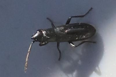 <i>Pterotmetus staphyliniformis</i>
