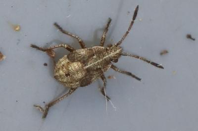 <i>Stictopleurus</i>