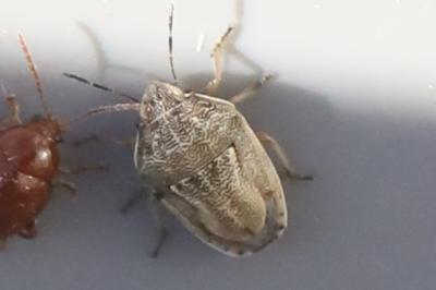 <i>Neottiglossa leporina</i>