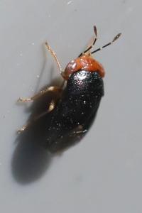 <i>Geocoris erythrocephalus</i>