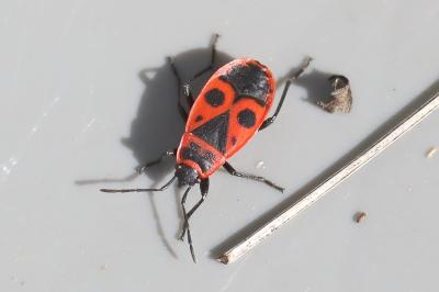 <i>Pyrrhocoris apterus</i>