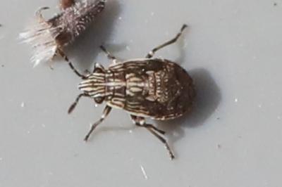 <i>Nysius</i>