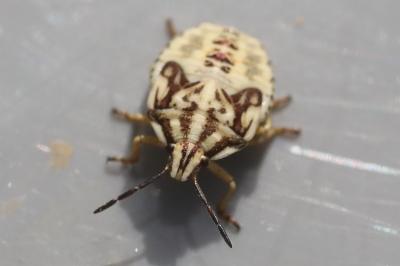 <i>Carpocoris</i>