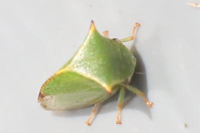 <i>Stictocephala alta</i>