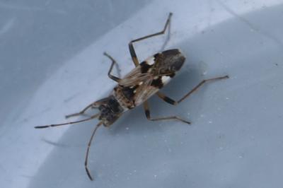 <i>Beosus maritimus</i>