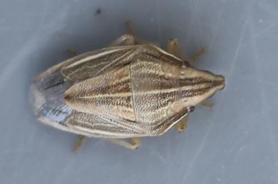 <i>Aelia acuminata</i>