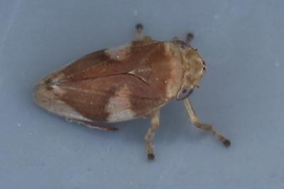<i>Philaenus spumarius</i>