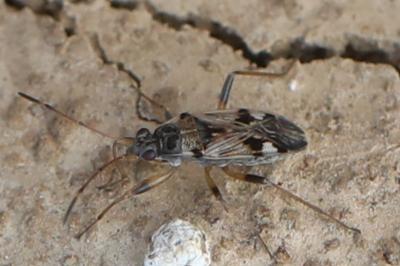 <i>Beosus maritimus</i>