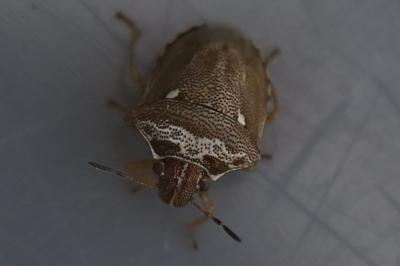 <i>Eysarcoris ventralis</i>