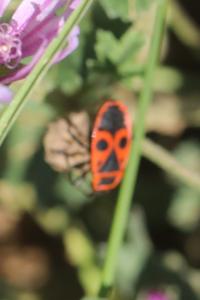 <i>Pyrrhocoris apterus</i>
