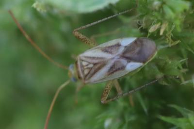 <i>Adelphocoris lineolatus</i>