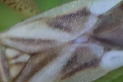 <i>Adelphocoris lineolatus</i>