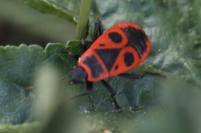 <i>Pyrrhocoris apterus</i>