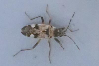 <i>Beosus maritimus</i>
