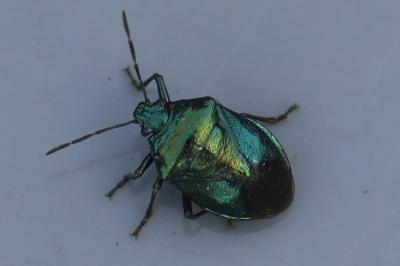 <i>Zicrona caerulea</i>