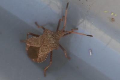 <i>Coreus marginatus</i>