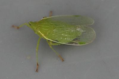 <i>Dictyophara europaea</i>