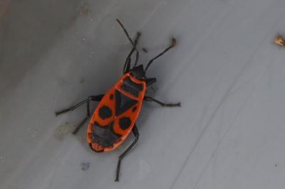 Pyrrhocoris apterus