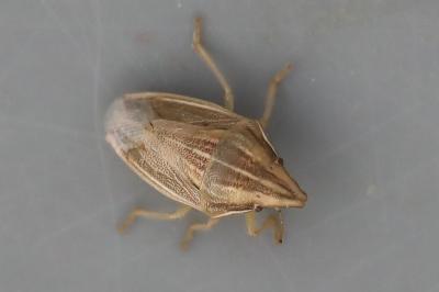 <i>Aelia acuminata</i>