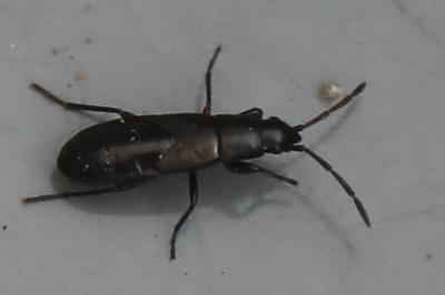 <i>Pterotmetus staphyliniformis</i>