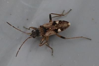 <i>Beosus maritimus</i>