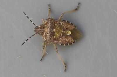 <i>Dolycoris baccarum</i>