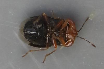 <i>Geocoris erythrocephalus</i>
