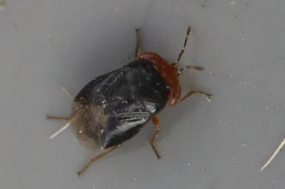 <i>Geocoris erythrocephalus</i>
