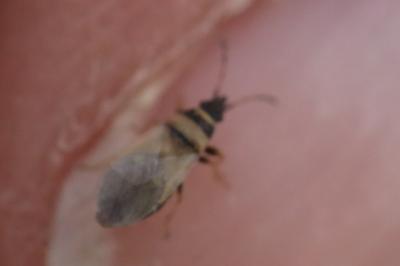 <i>Oxycarenus pallens</i>