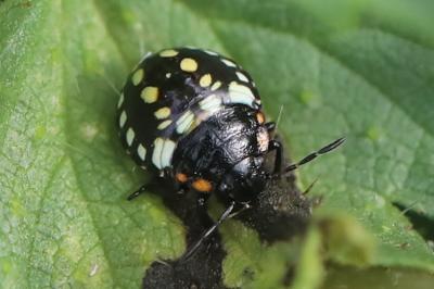 <i>Nezara viridula</i>
