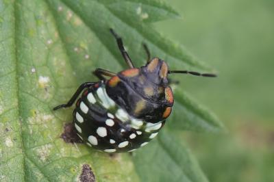 <i>Nezara viridula</i>