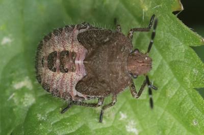 <i>Dolycoris baccarum</i>