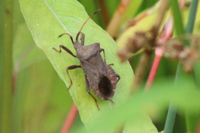 <i>Coreus marginatus</i>