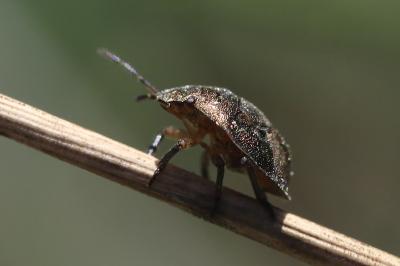 <i>Peribalus strictus</i>