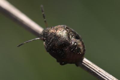 <i>Peribalus strictus</i>